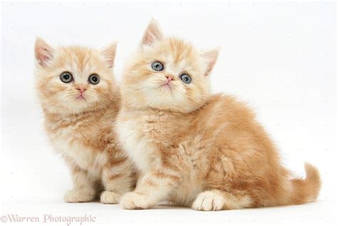 Wp17662 Ginger Kittens Catfacts More Fact About Cat At