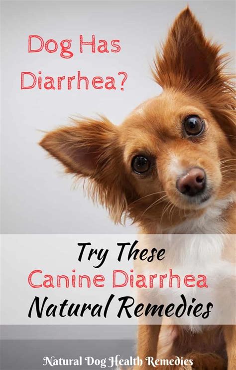 Canine Diarrhea Remedies How To Treat A Dog With Diarrhea
