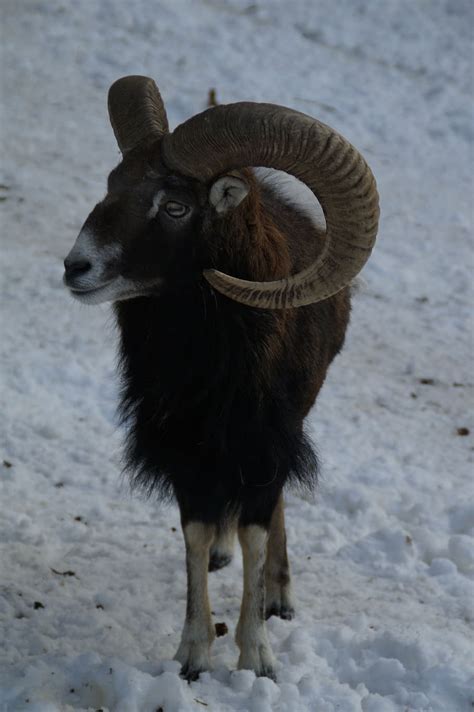 Sheep Mouflon Winter Snow Winter Fur Wintry Cold White Snowy