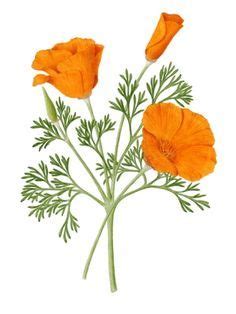 Illustration California Poppy - Illustration of Many Recent Choices
