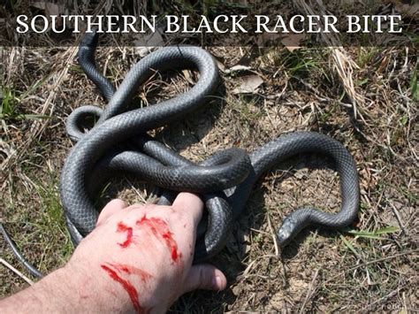 Southern Black Racer By Luna Ross Teehee