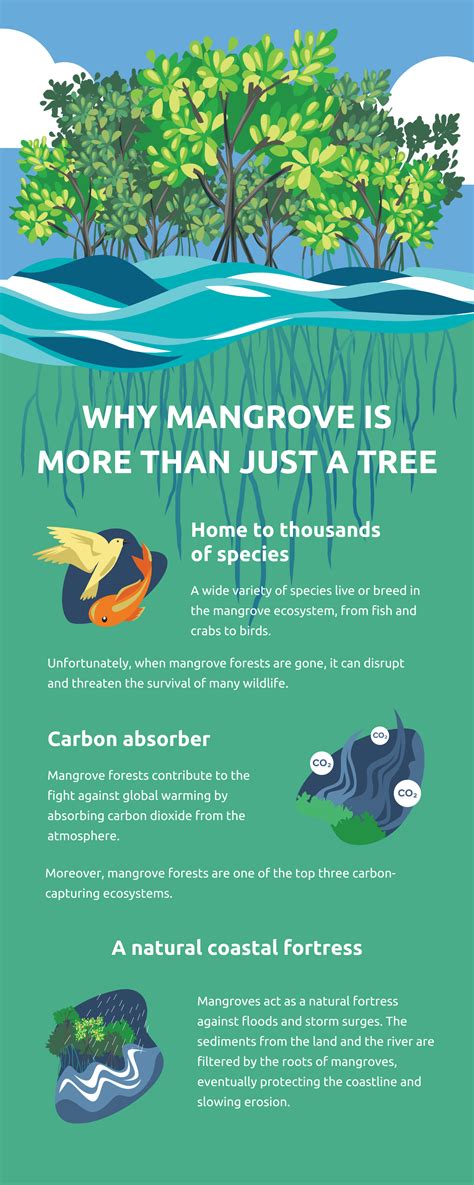 Why Mangrove Is More Than Just A Tree Infographic Mangrove Mangrove