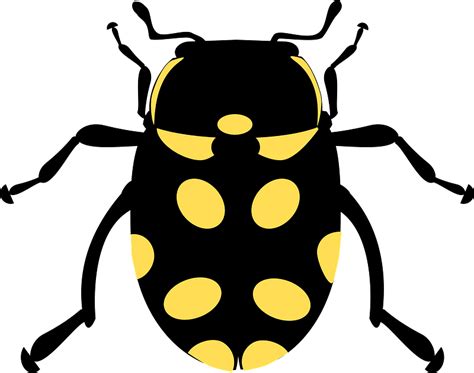 Black Beetle With Yellow Spots Clipart Free Download Transparent Png