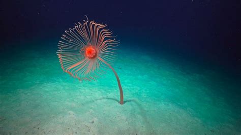Deep Sea Exploration In The Ningaloo Canyons Unveils Gripping Footage