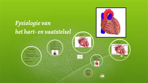 V6 Fysiologie Van Het Hart En Vaatstelsel By Brechtje Anthonissen