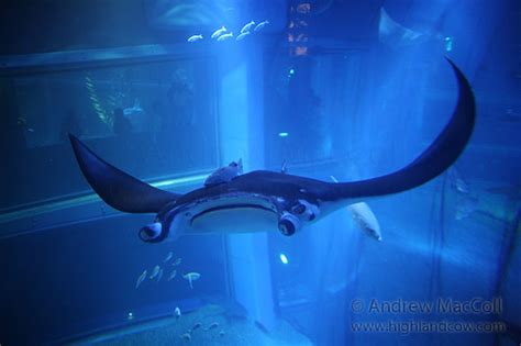 Manta Ray Osaka Aquarium Kaiyukan A Photo On Flickriver