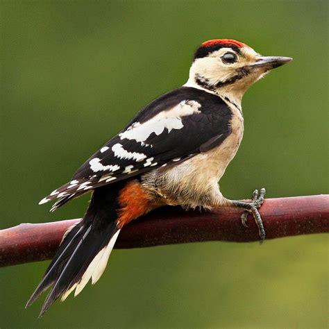 Great Spotted Woodpecker Juvenile By Bobpaige1 Ephotozine