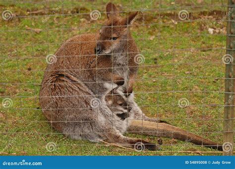 Mother And Baby Kangaroo Stock Photo Image Of Mother 54895008