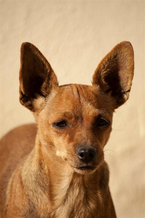 Brown Dog With Pointy Ears Stock Photo Image Of Ears 105941442