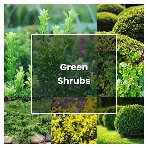 How To Grow Green Shrubs Plant Care And Tips Norwichgardener