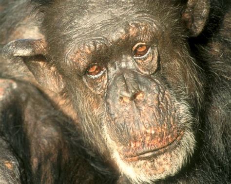 Mama The Netherlands Oldest Chimpanzee Dies At 59 Dutchnewsnl