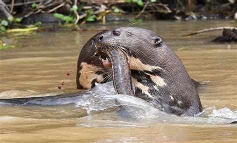 a huge surprise as giant river otter feared extinct in argentina pops up democratic underground