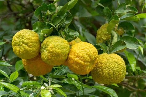 Bergamot Orange Planting Care And Use Plantura