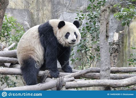 Baby Panda Cub Wolong Panda Breeding Center China Stock Image Image