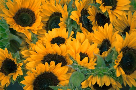 How To Grow Sunflowers Purple Flower