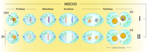 Fases De La Meiosis 2 Dinami