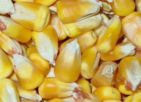 European Union Releases Data On Controversial Monsanto Gmo Corn Strain