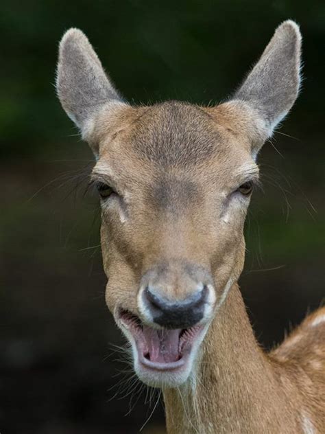 Whats So Funny Deer Funny Deer Silly Animals Whats So Funny