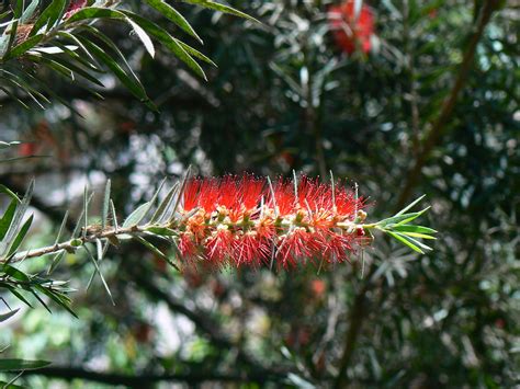 It is typically a symptom of an underlying disease or dysfunction in the body, rather than an illness in its own right. Cheel (Hindi: चील) | Common name: Bottle brush, Barap lei ...