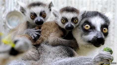 Deforestation In Madagascar A Threat To Its Biodiversity