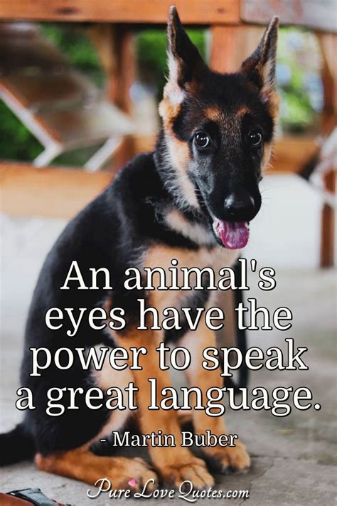 An Animals Eyes Have The Power To Speak A Great Language Purelovequotes