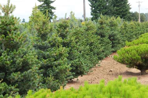 7 Types Of Pine Trees In British Columbia Progardentips Pelajaran