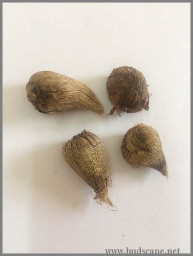 Check spelling or type a new query. IDENTIFY FLOWER BULBS