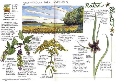 An Interview With Jan Blencowe Nature Journal Nature Sketch Sketch Book