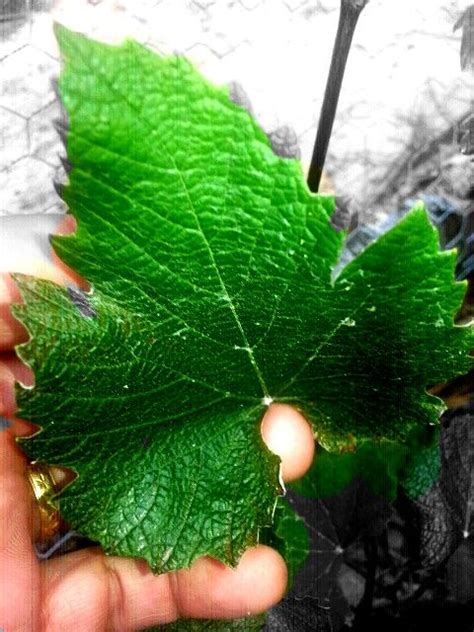 They are a robust and hearty wild plant that can be found most. Grape leaf | Plant leaves, Grape leaves, Tiny farm