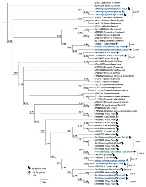 Figure Genetic Diversity Of Bartonella Spp In Cave Dwelling Bats And
