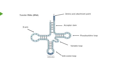 Rna Types And Structure Concise Medical Knowledge