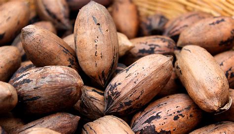 Types Of Tree Nuts In Georgia Regnant Webcast Lightbox