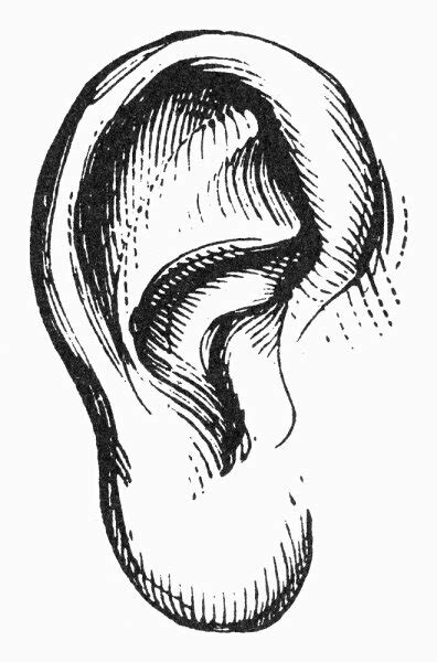 Posterazzi Human Ear Nline Engraving Stretched Canvas 24 X 36