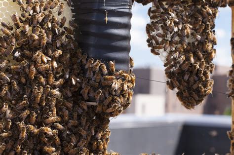 Honey Bee Swarms ~ Swarmcatcher