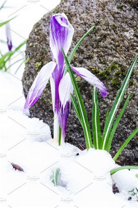 Crocus Flower In Spring Snow High Quality Nature Stock Photos