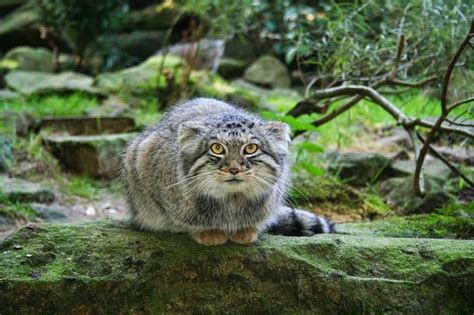 About twelve million years ago although the manul is only the size of the domestic cat, reaching about 26 inches in length its don't rush to your local pet store, however. Pallas' Cats Animals | Interesting Facts & Latest Pictures ...