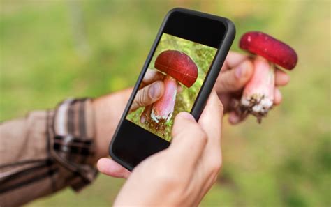 Best Mushroom Identification Apps For Ios And Android Grocycle