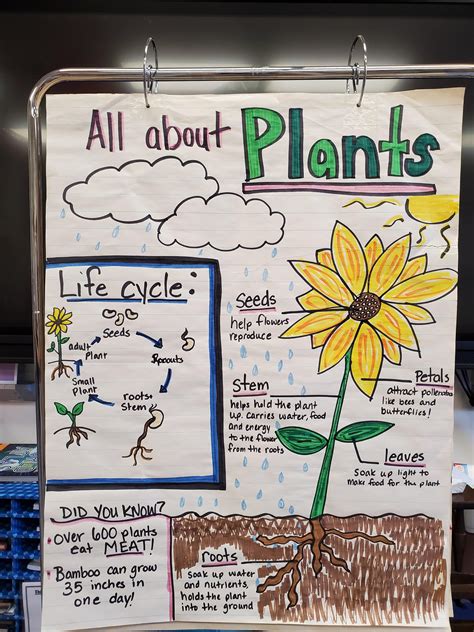 All About Plants Anchor Chart Etsy