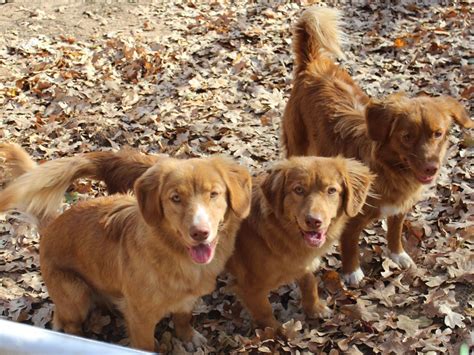 Von anfang an benötigt der nova scotia duck tolling retriever welpe die volle aufmerksamkeit seiner noch fremden familie. Nova Scotia Duck Tolling Retriever Puppies For Sale - AKC ...