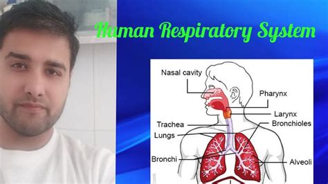 Respiratory System In Human Youtube