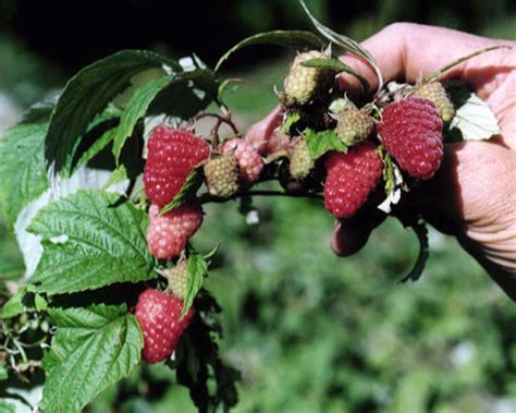 Red Everbearing Raspberry ‘caroline Rubus Idaeus ‘caroline