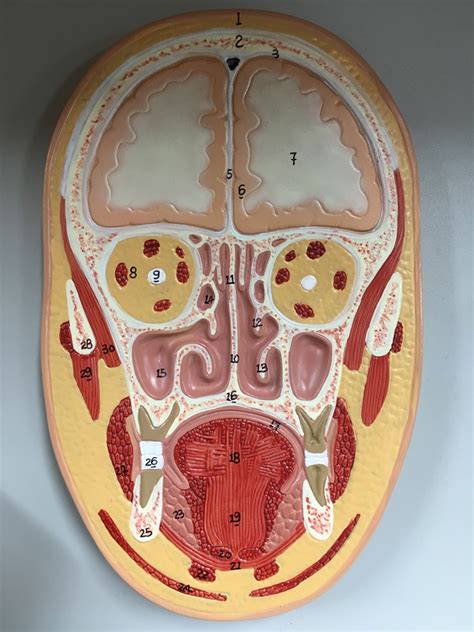 Frontal Section Of Head Diagram Quizlet