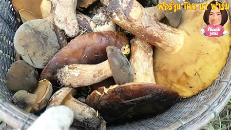 ตาม forestry act ตั้งแต่ปี ค.ศ. ไปเก็บเห็ดแต่ยังบ่แจ้ง/ฟอร์จูนโคกนาฟาร์ม - YouTube