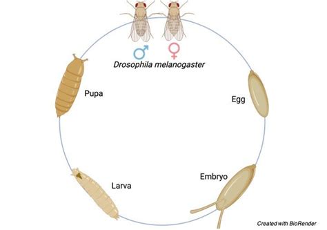 drosophila melanogaster fruit flies overview and life cycle