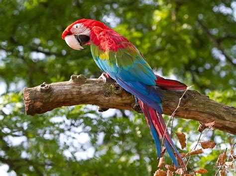 Save up to 50% on big brand pet supplies for cats, dogs and other pets. Zoo Zürich - Familienleben.ch