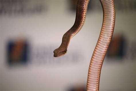 Deadly snakes found in the post as authorities bust native reptile