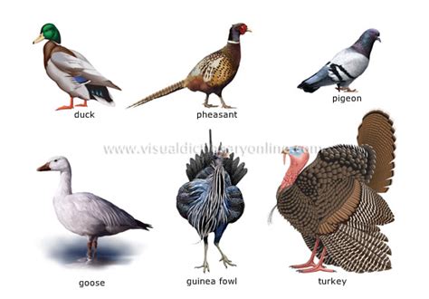 Animal Kingdom Birds Examples Of Birds 9 Image Visual