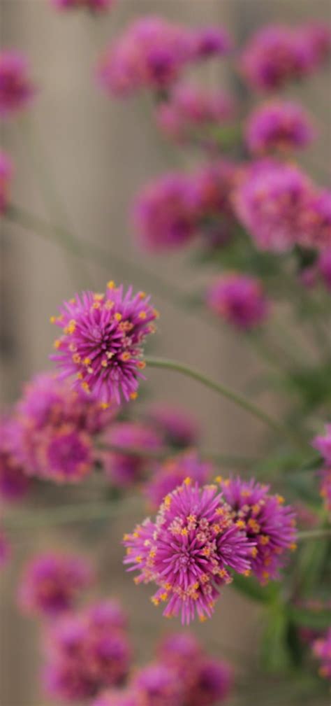 The large white flowers burst forth toward the end of the day, fading to a delicate shade of pink the following day and adding a touch of drama to this hardy ground cover. Truffula Pink Gomphrena offers your garden a pop of bright ...