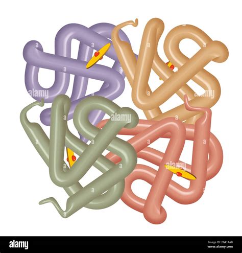 Structure Of Human Hemoglobin Molecule Stock Photo Alamy