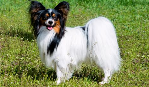 Papillion days is back june 17 through 20, celebrating papillion's 150th anniversary and bringing our community back together again! Papillon Breed Facts and Information | PetCoach